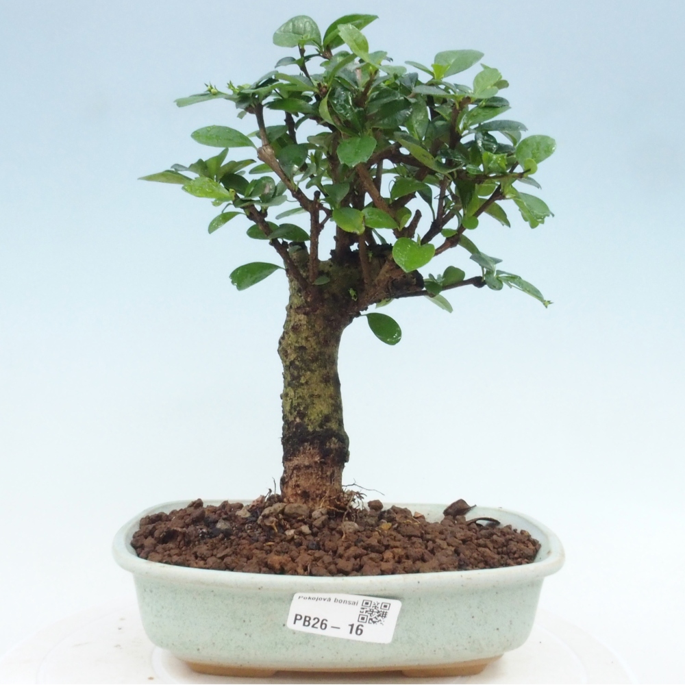 Camera bonsai - Carmona macrophylla - Tea fuki