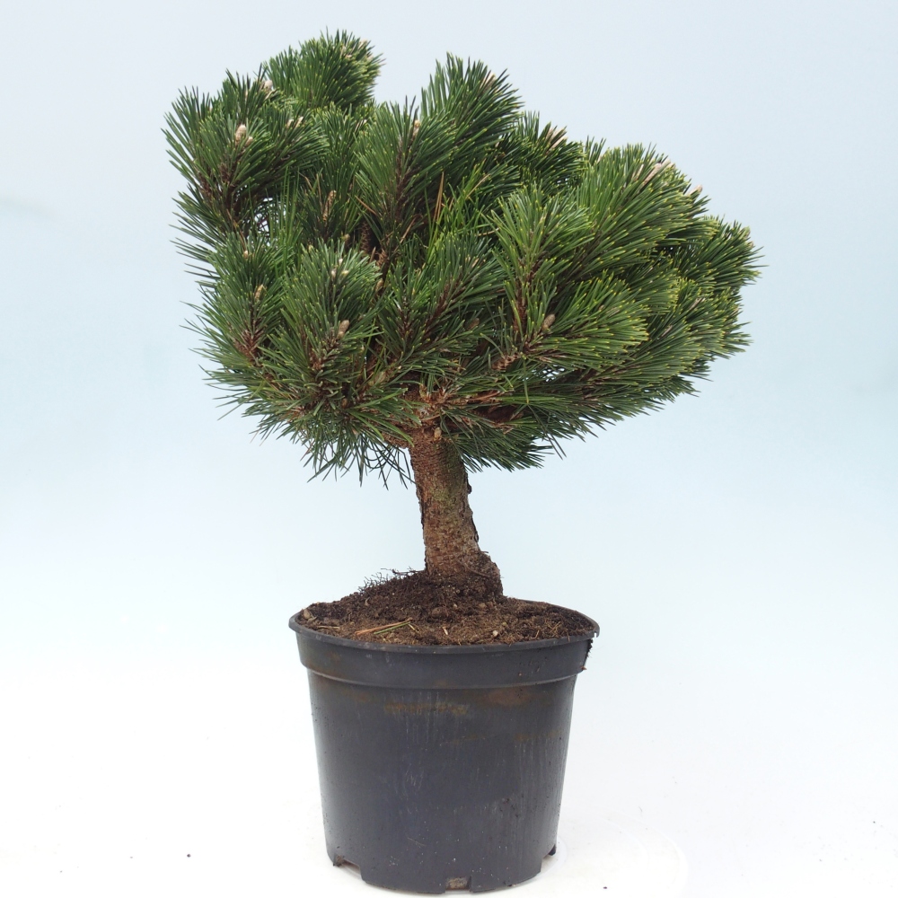 Bonsai da esterno - Pinus thunbergii senjyumaru - Pino di Thunberg