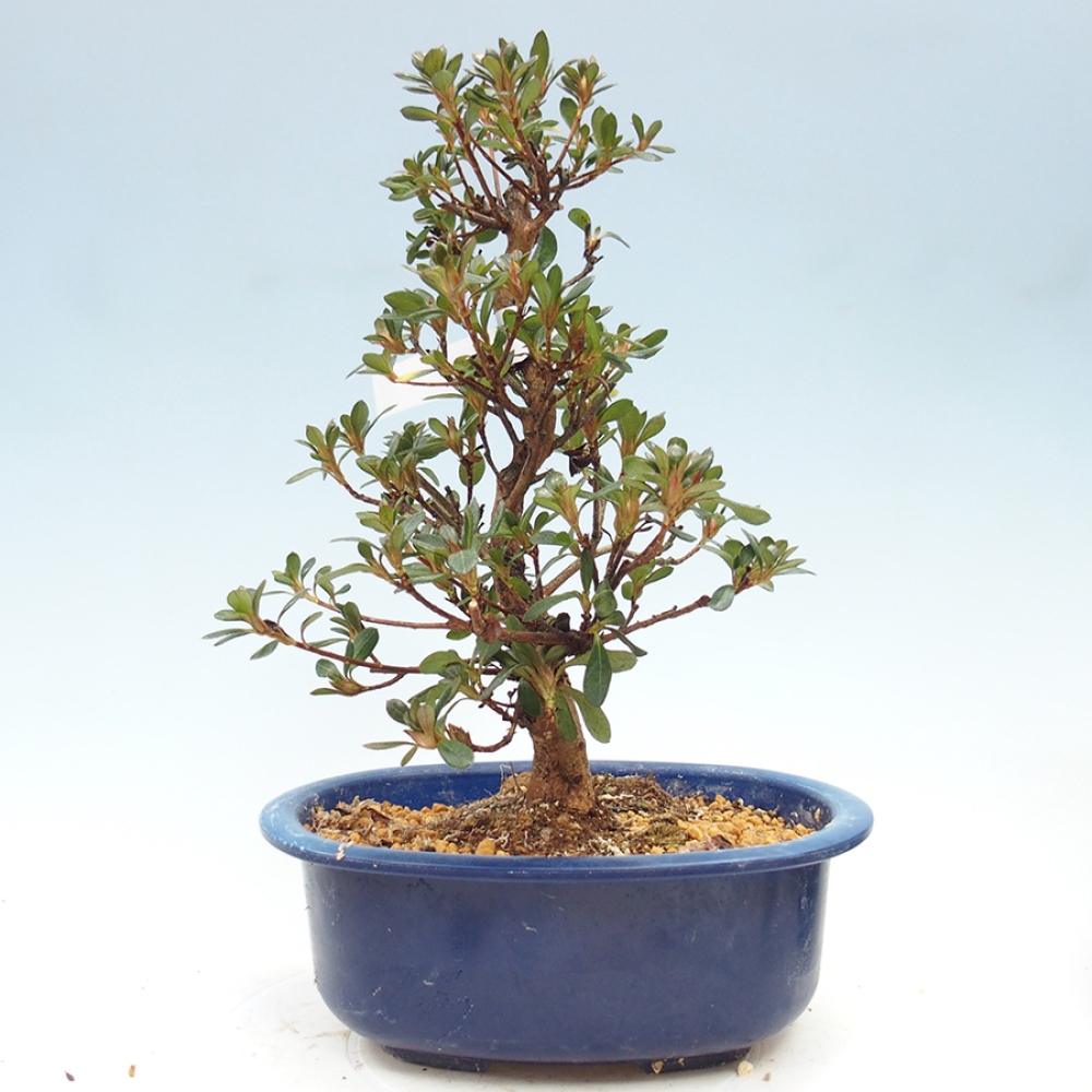 Bonsai da esterno - Azalea giapponese - Azalea Kobai