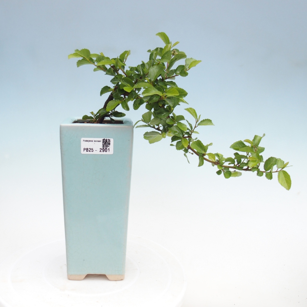 Bonsai da interno - Grewia occidentalis - Stella marina della lavanda