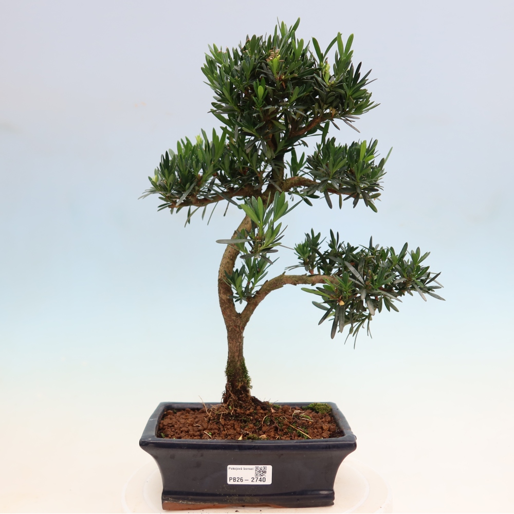 Camera bonsai - Podocarpus - Tasso delle pietre