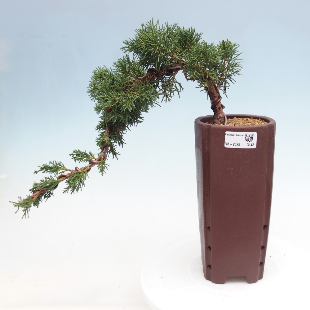 Bonsai da esterno - Juniperus chinensis Kishu