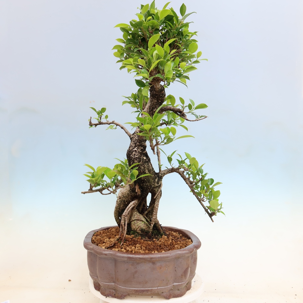 Camera bonsai - Ficus kimmen - ficus a foglie piccole