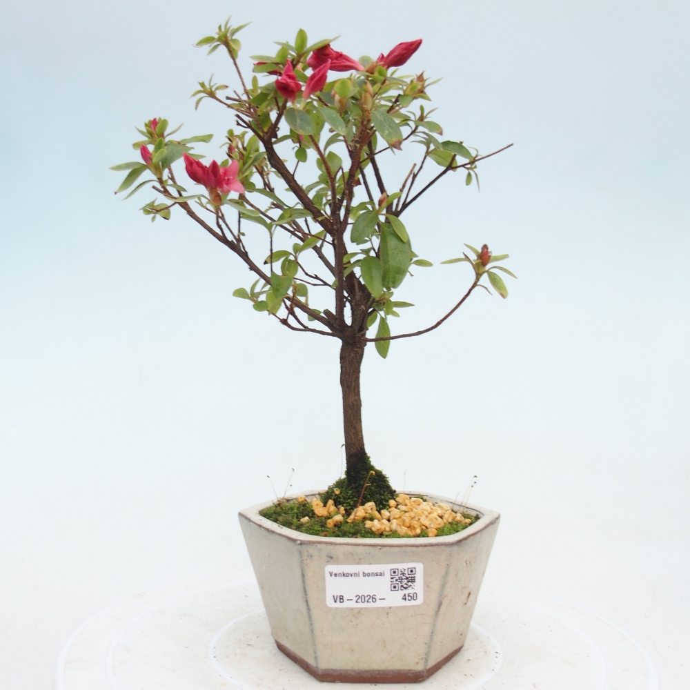 Bonsai da esterno - Azalea giapponese - Azalea sp.