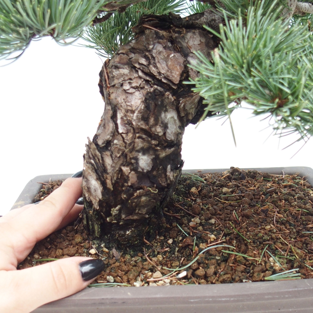 Bonsai da esterno - Pinus parviflora - Pinus parviflora