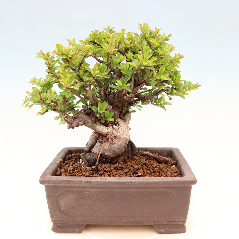 Bonsai da esterno - Chaneomeles speciosa Chojubai