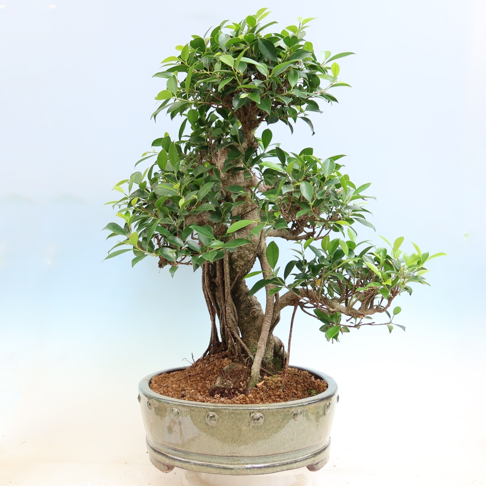 Camera bonsai - Ficus kimmen - ficus a foglie piccole
