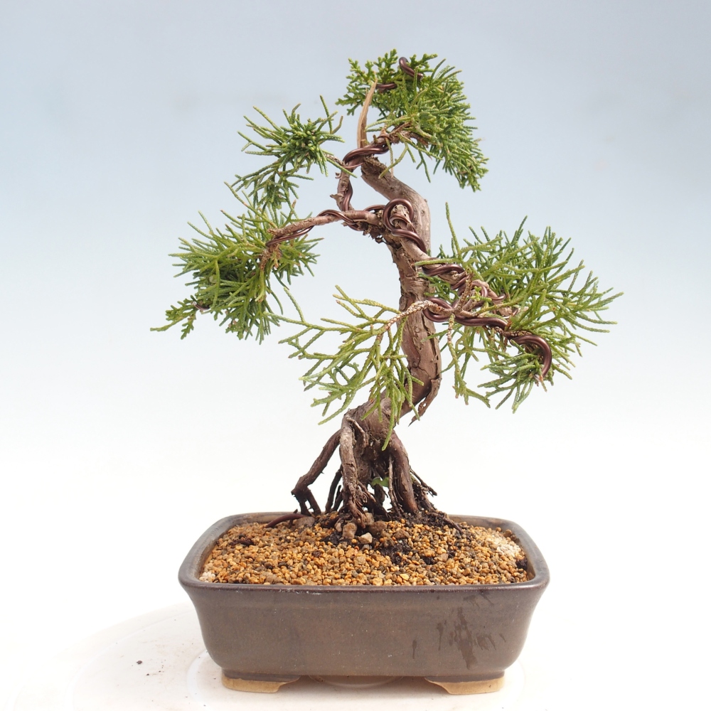 Bonsai da esterno - Juniperus chinensis Kishu