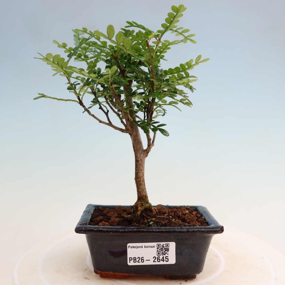 Camera bonsai - Zantoxylum piperitum - albero del pepe