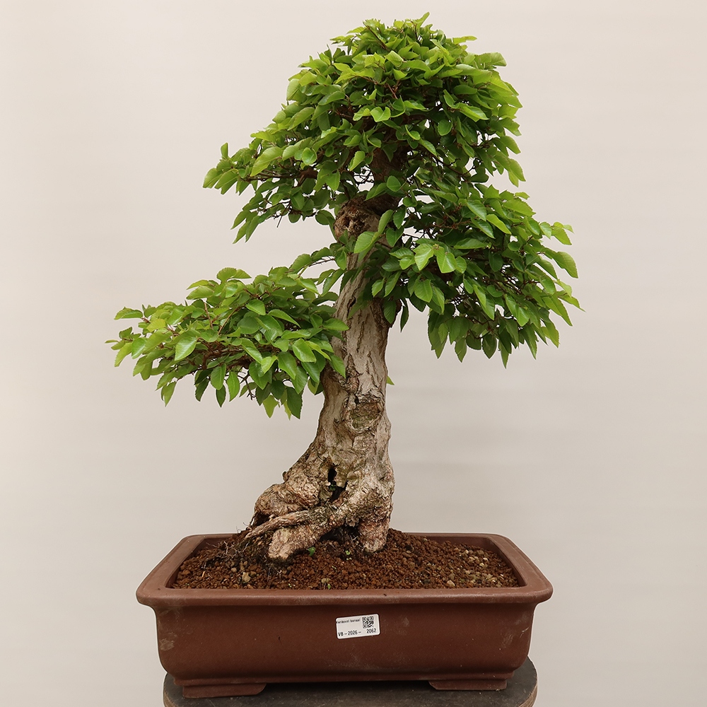Bonsai da esterno -Carpinus Coreana - Carpino coreano