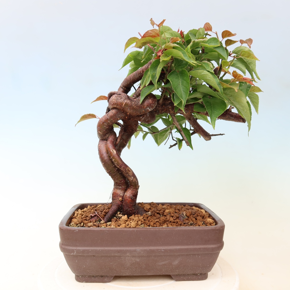 Bonsai da esterno - Albicocco giapponese - Prunus Mume