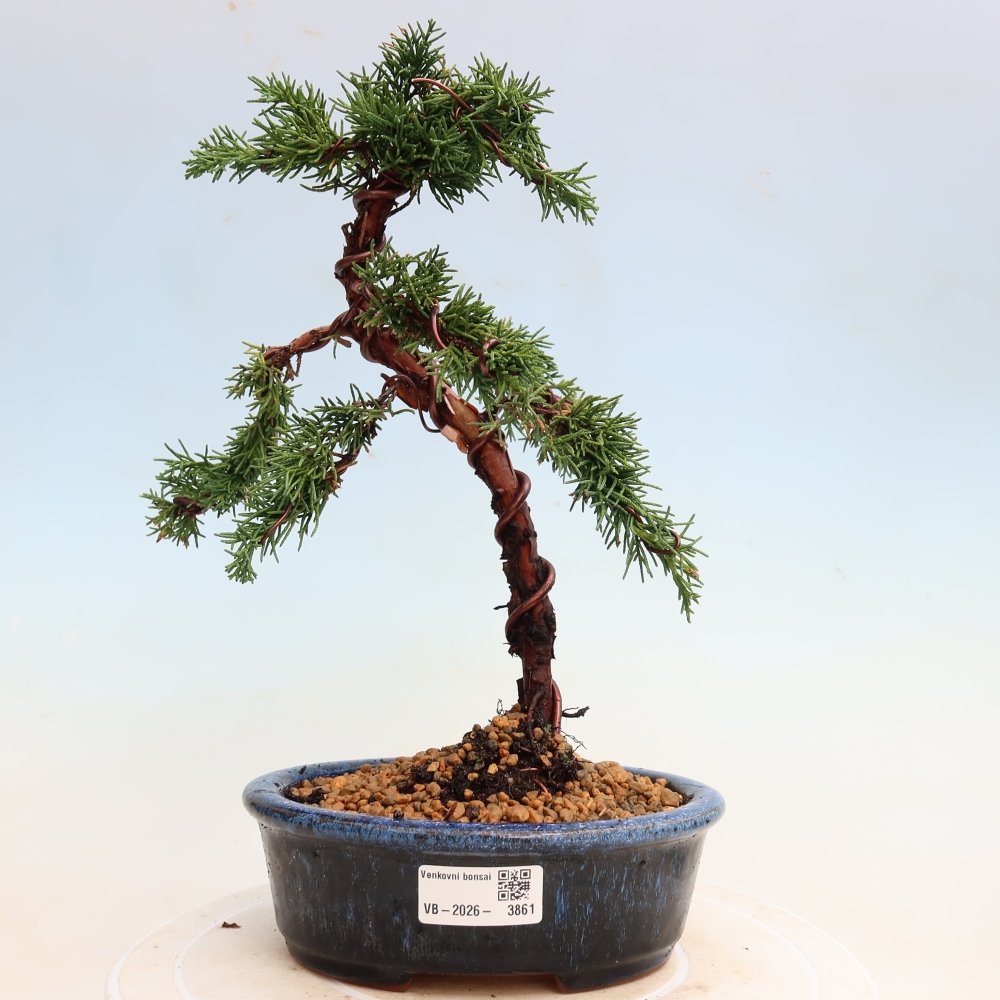 Bonsai da esterno - Juniperus chinensis Kishu