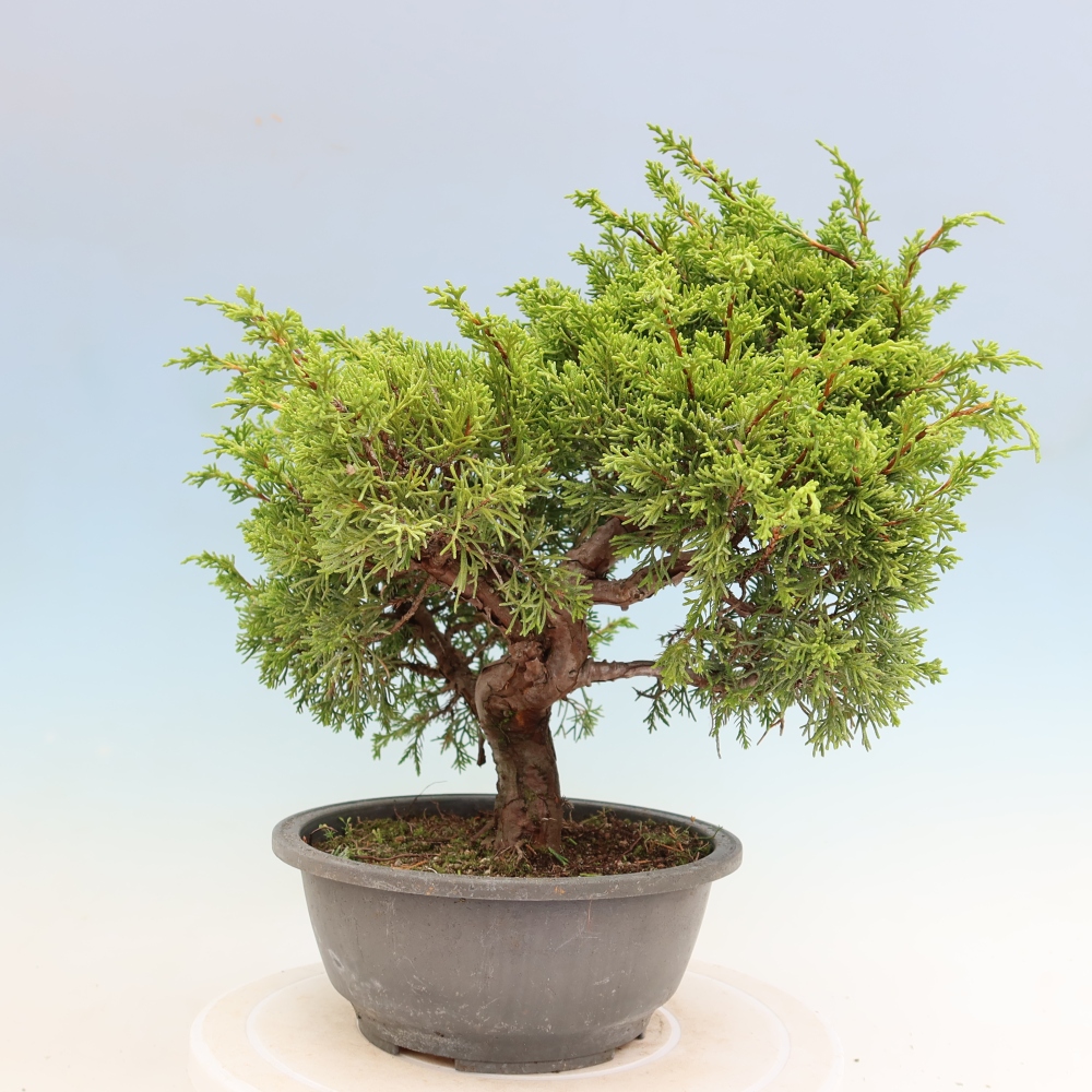 Bonsai da esterno - Juniperus chinensis Itoigawa-Juniperus chinensis