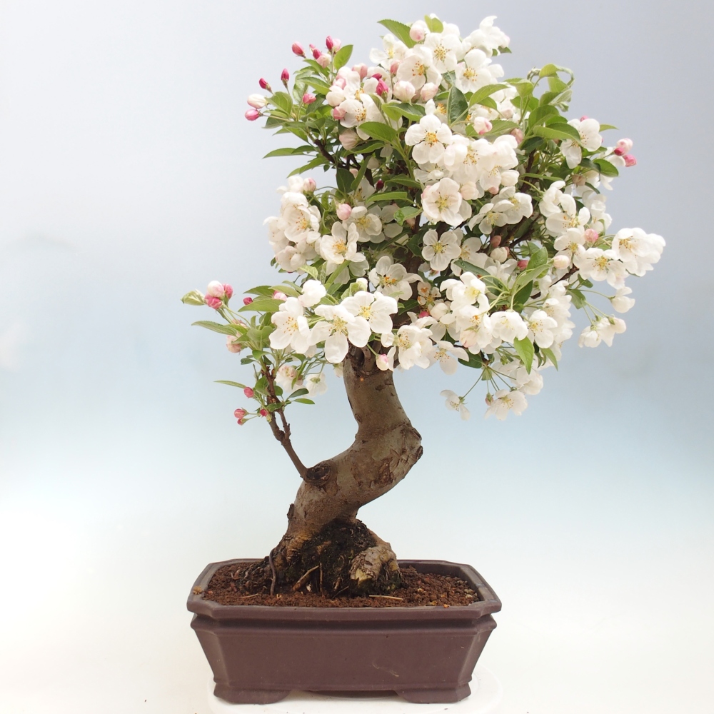 Bonsai da esterno -Malus halliana - Melo a frutto piccolo