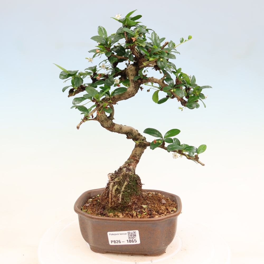 Camera bonsai - Carmona macrophylla - Tea fuki