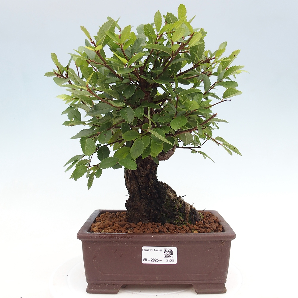 Bonsai da esterno - Zelkova - Zelkova NIRE