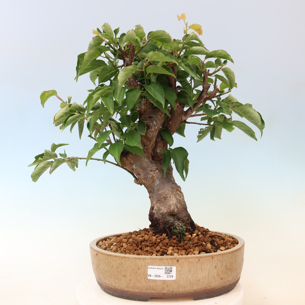 Bonsai da esterno - Albicocco giapponese - Prunus Mume