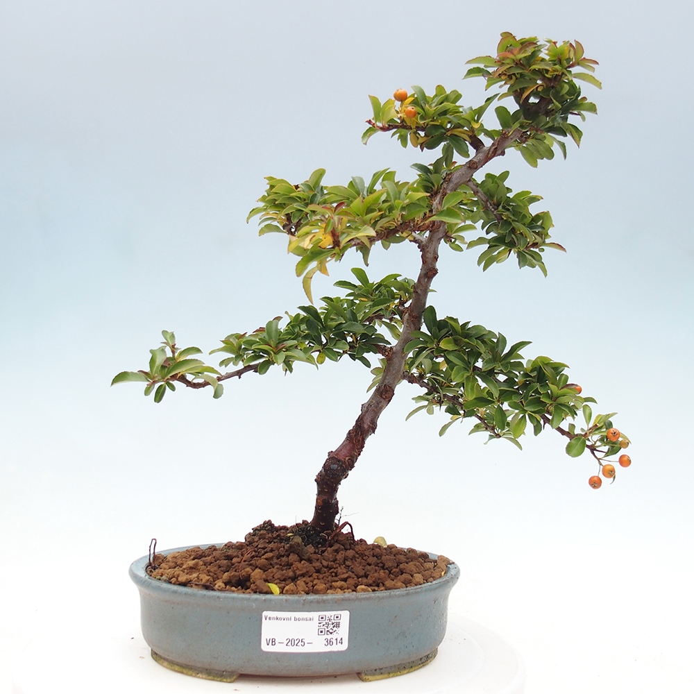 Bonsai da esterno-Pyracantha Teton -Hlox
