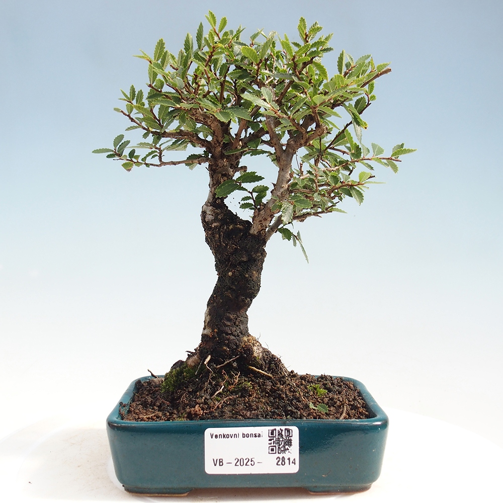 Bonsai da esterno - Zelkova - Zelkova NIRE