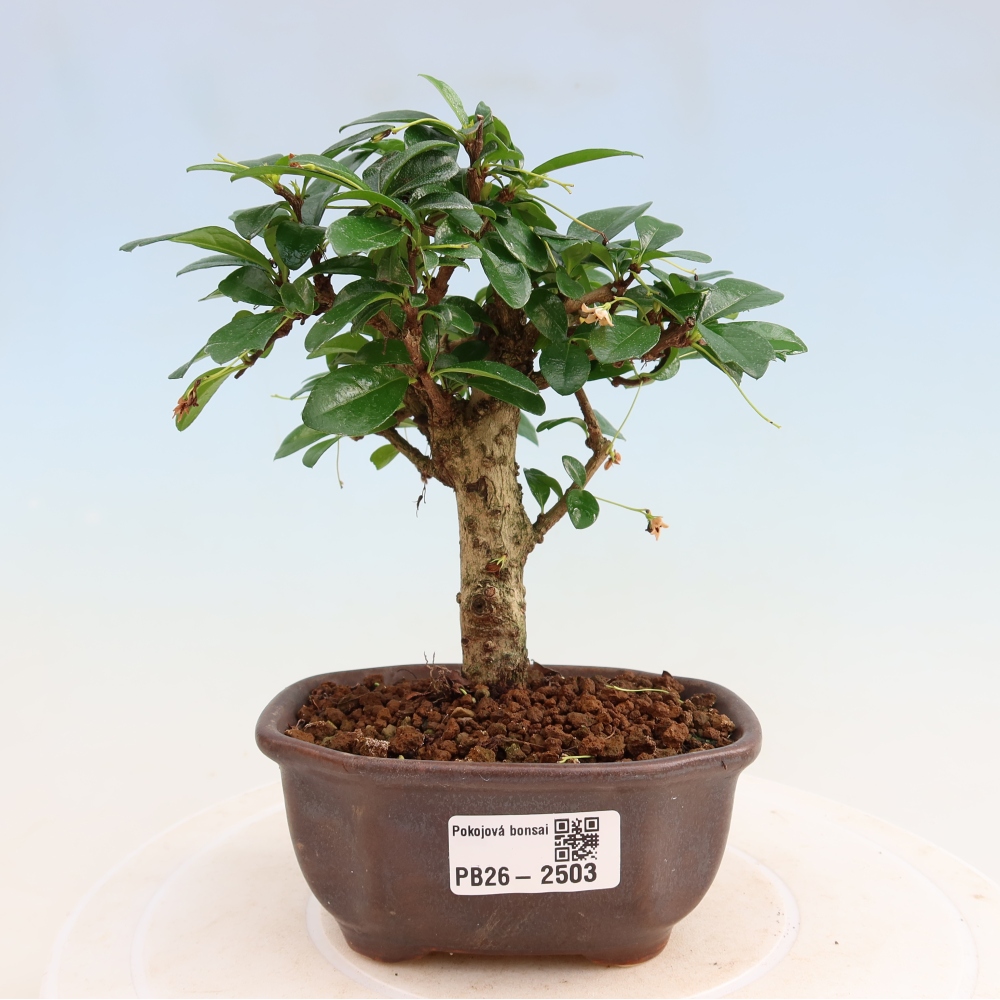 Camera bonsai - Carmona macrophylla - Tea fuki