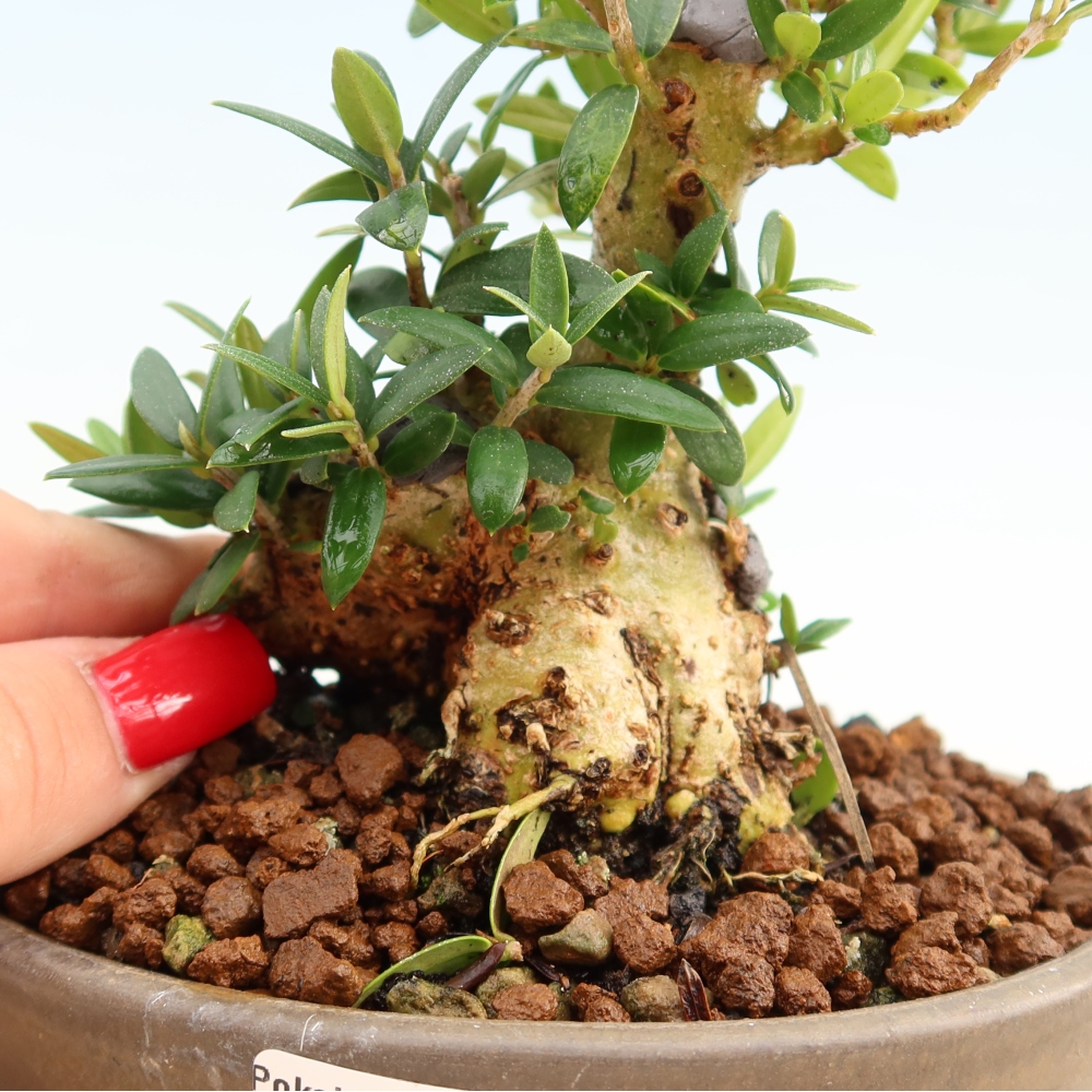 Bonsai da interno - Olea europaea sylvestris