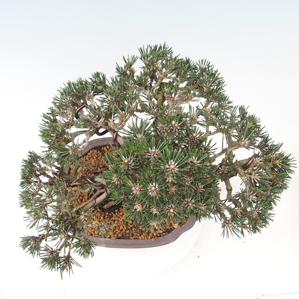 Bonsai da esterno - Pinus thunbergii Kotobuki - Pino di Thunberg