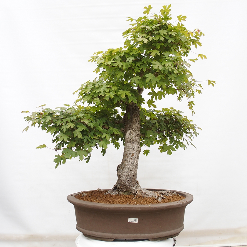 Bonsai da esterno - Acero francese - Acer Nonspessulanum