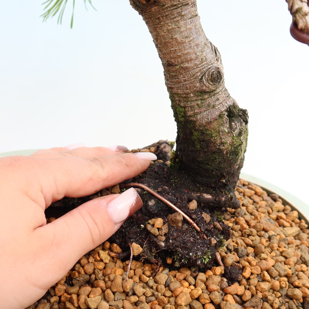Bonsai da esterno - Pinus mugo Humpy  - Pino mugo