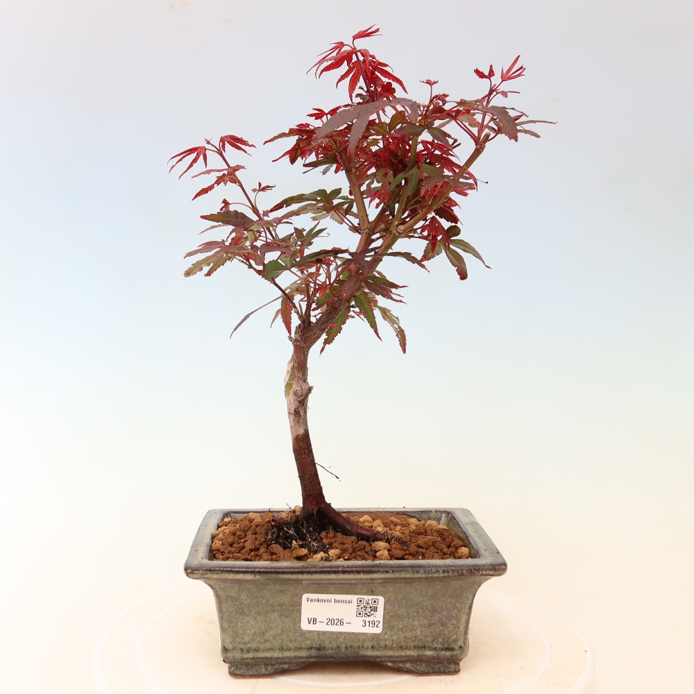 Bonsai da esterno - Acero palmatum - Acer palmatum Berry Broom 