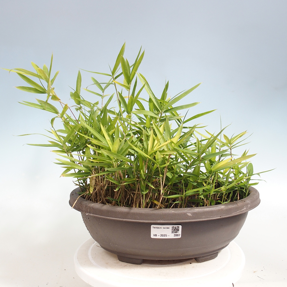Bonsai da esterno - Pleioblastus argenteostriatus f.pumilus - Bambù nano
