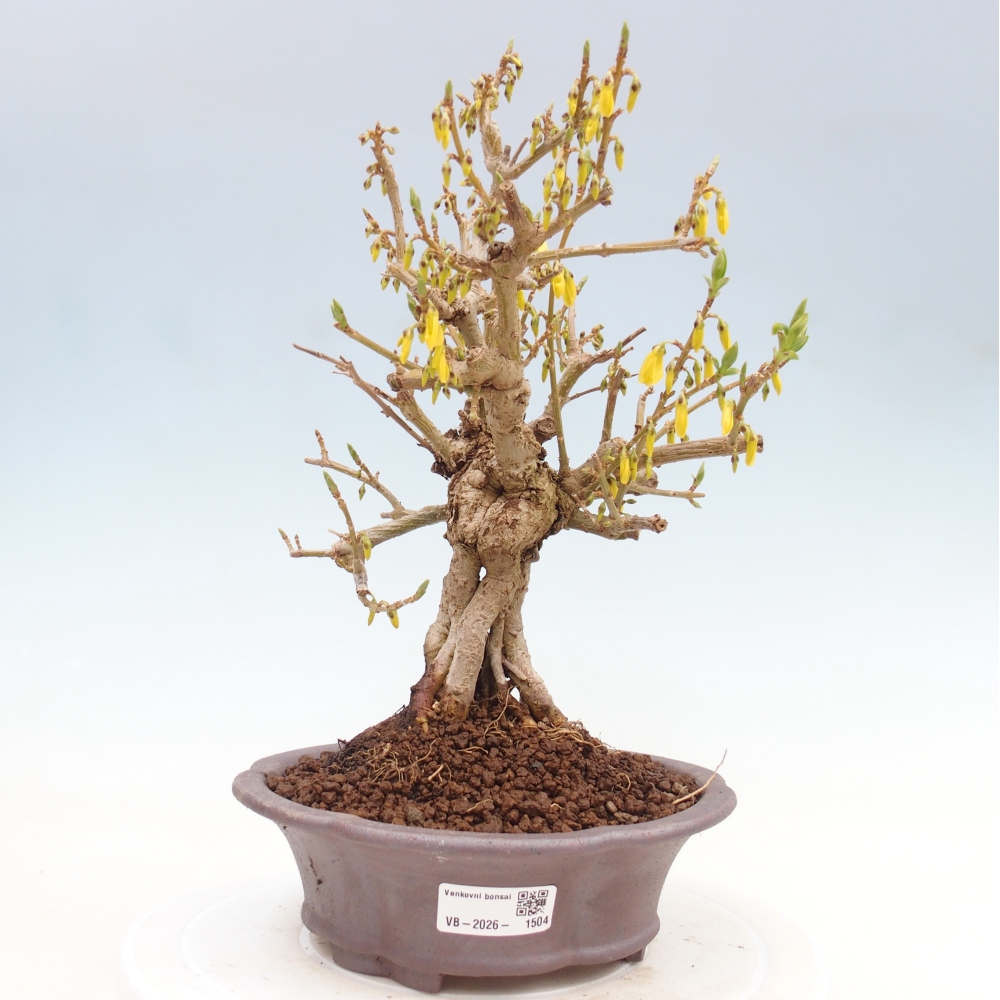 Bonsai da esterno - Zlatice - Forsythia koreana