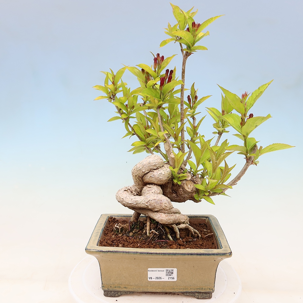 Bonsai da esterno - Weigela subsessilis - Weigela coreana