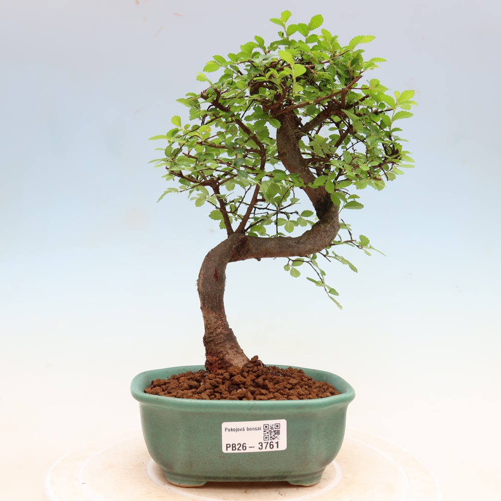 Camera bonsai - Ulmus parvifolia - Olmo a foglie piccole