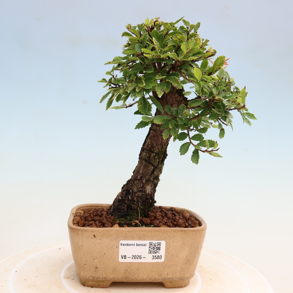 Bonsai da esterno - Zelkova - Zelkova NIRE