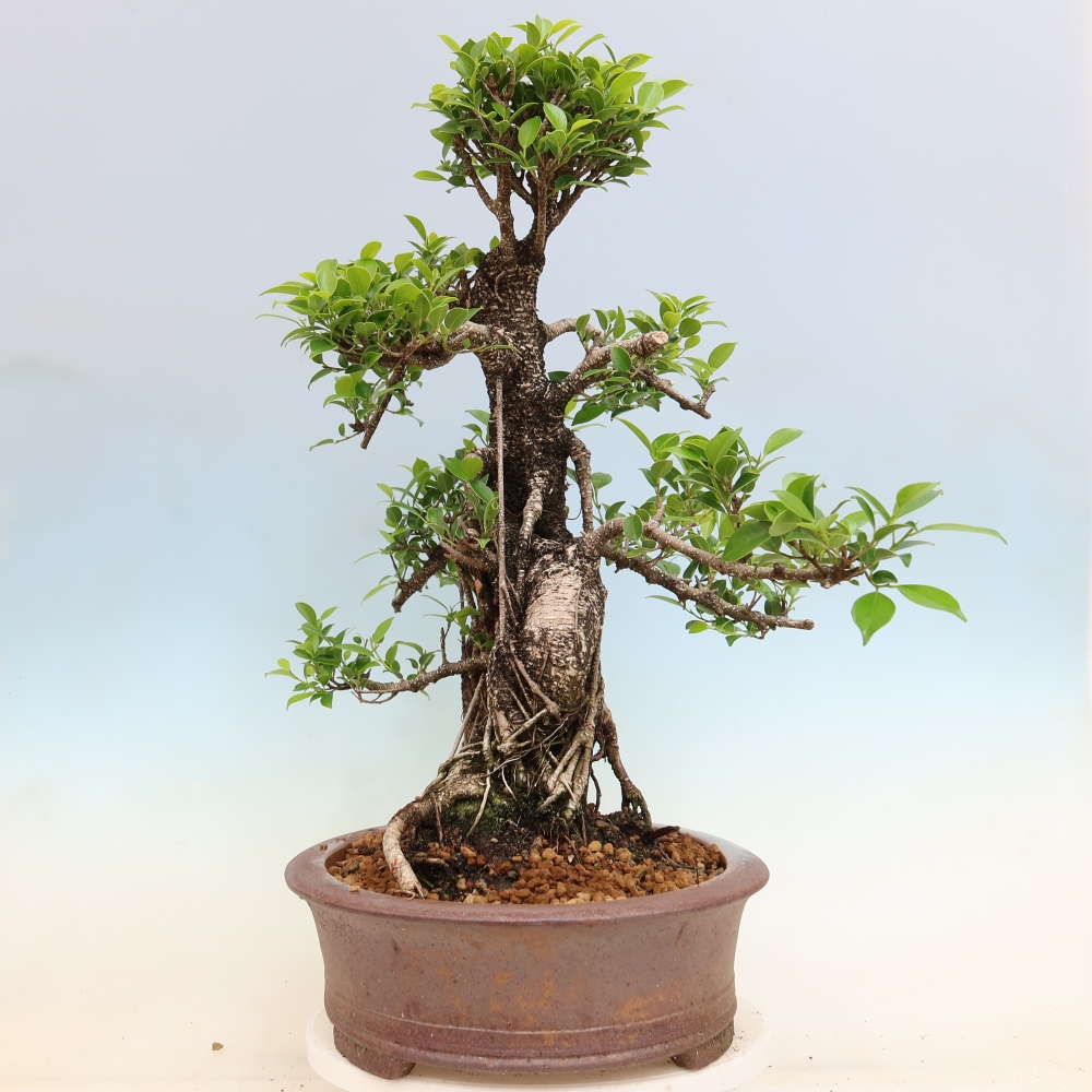 Camera bonsai - Ficus kimmen - ficus a foglie piccole