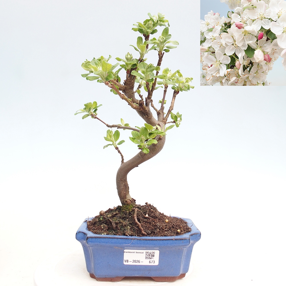 Bonsai da esterno -Malus halliana - Melo a frutto piccolo