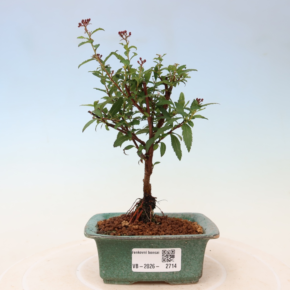 Bonsai da esterno - Spirea giapponese - Spirea japonica Anthony Waterer