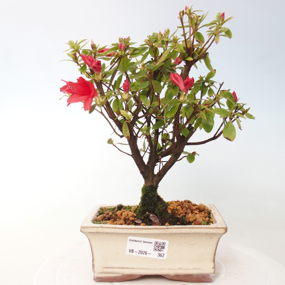 Bonsai da esterno - Azalea giapponese - Azalea sp.