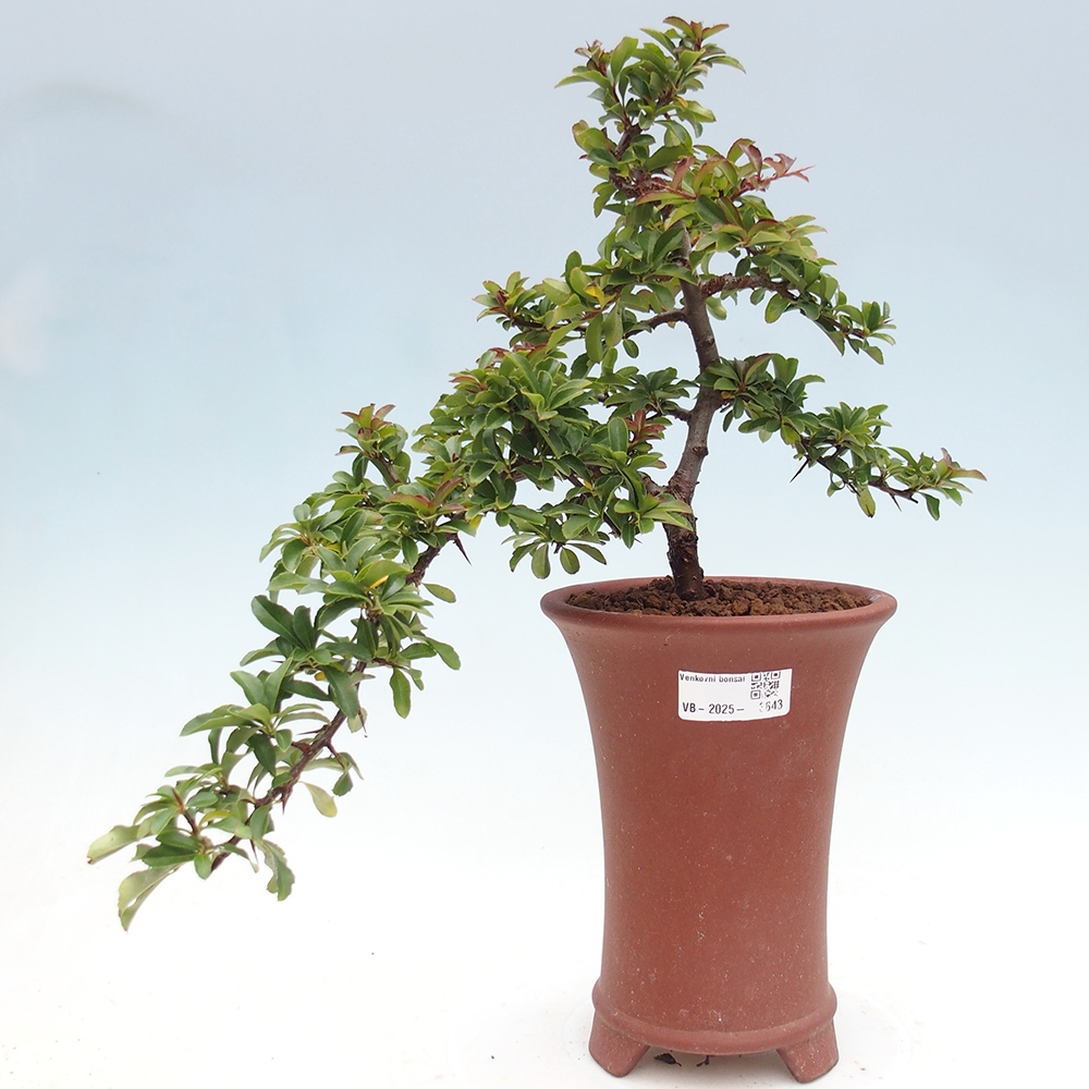Bonsai da esterno-Pyracantha Teton -Hlox