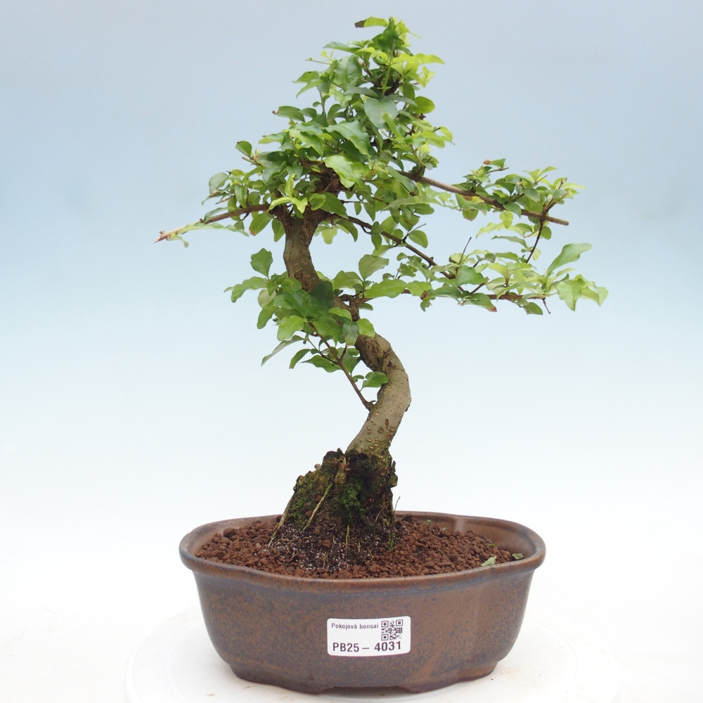 Camera bonsai -Ligustrum chinensis - Becco d'uccello