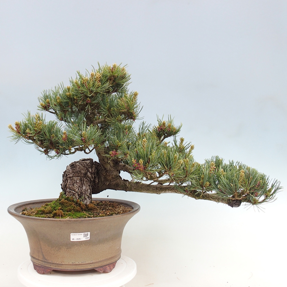 Bonsai da esterno - Pinus parviflora - Pinus parviflora