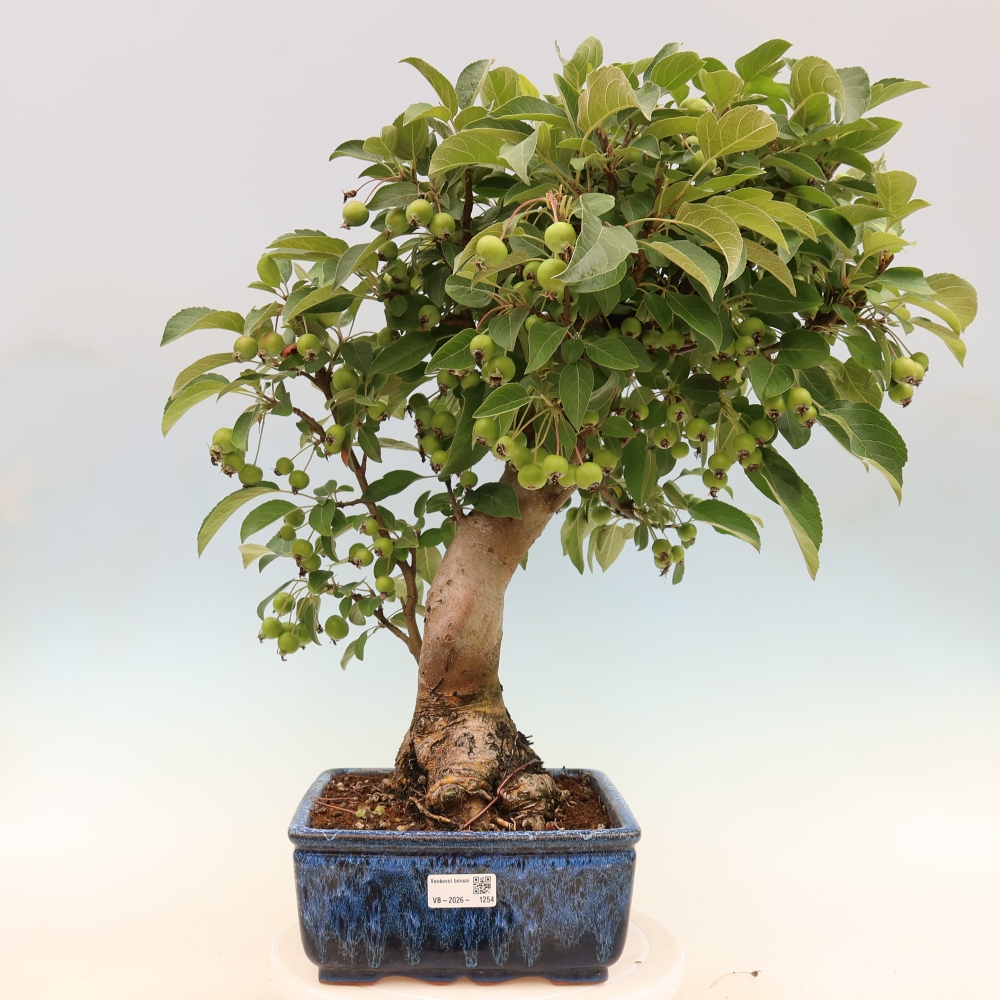 Bonsai da esterno -Malus halliana - Melo a frutto piccolo