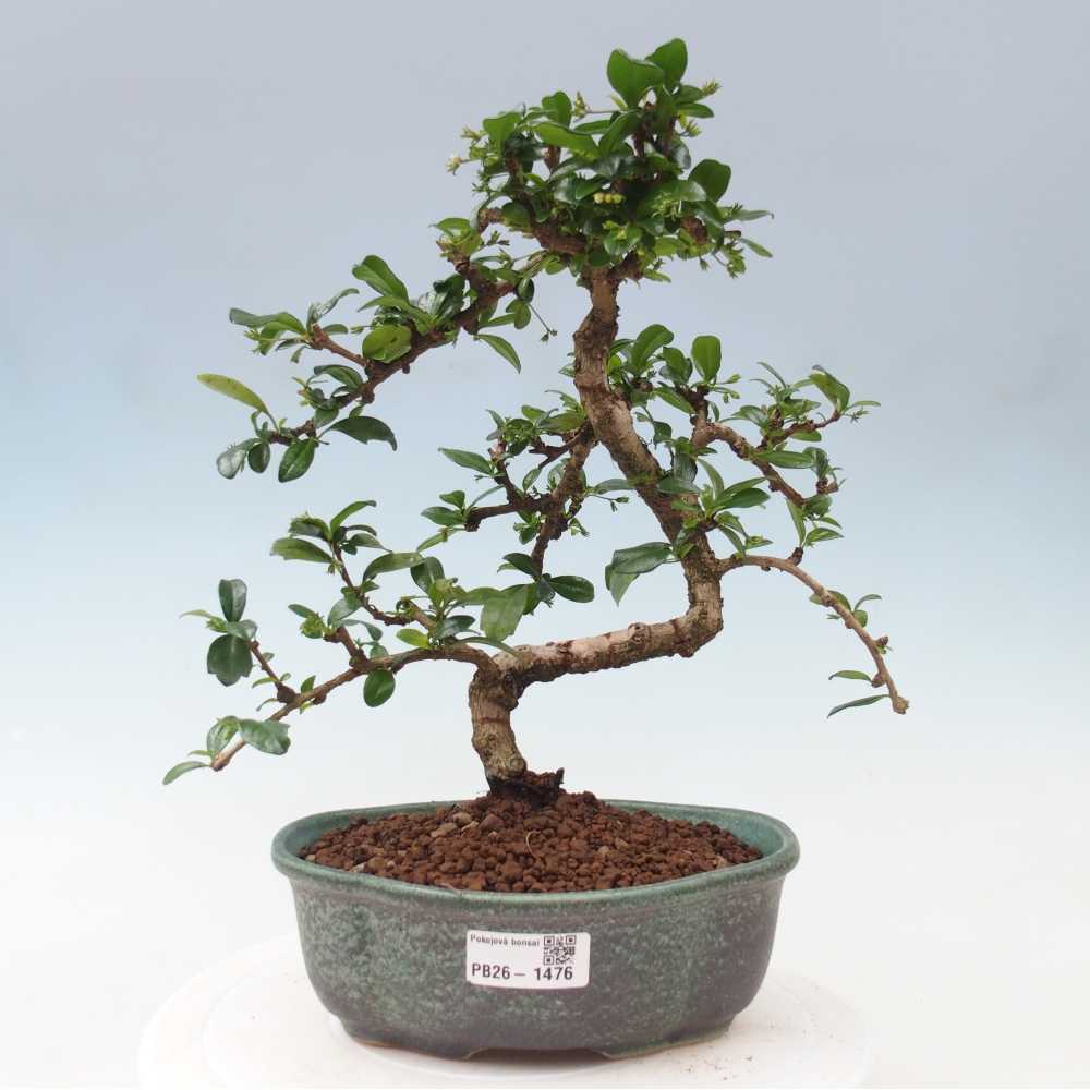 Camera bonsai - Carmona macrophylla - Tea fuki