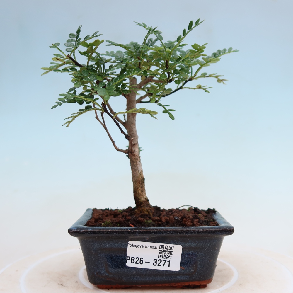 Camera bonsai - Zantoxylum piperitum - albero del pepe