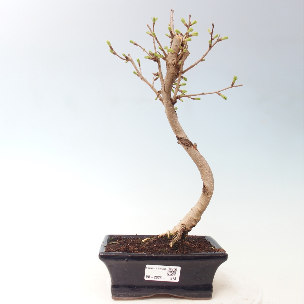 Bonsai da esterno -Pseudolarix amabis-Pseudolarix amabis