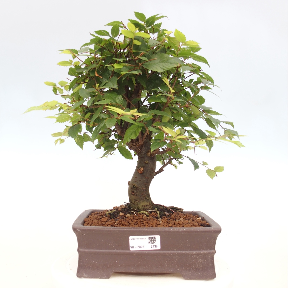Bonsai da esterno - Zelkova - Zelkova NIRE
