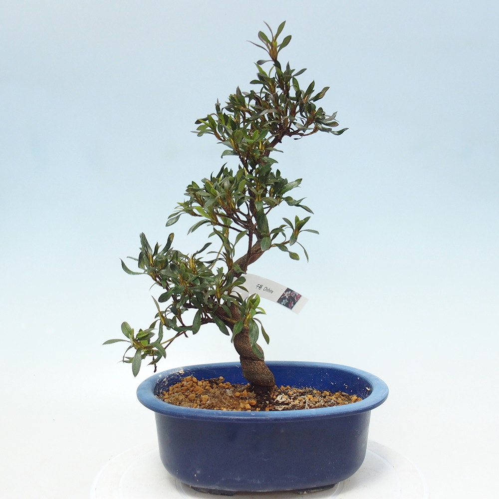 Bonsai da esterno - Azalea giapponese - Azalea CHIHIRO