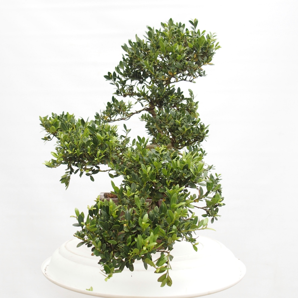 Camera bonsai - Ilex crenata - Agrifoglio
