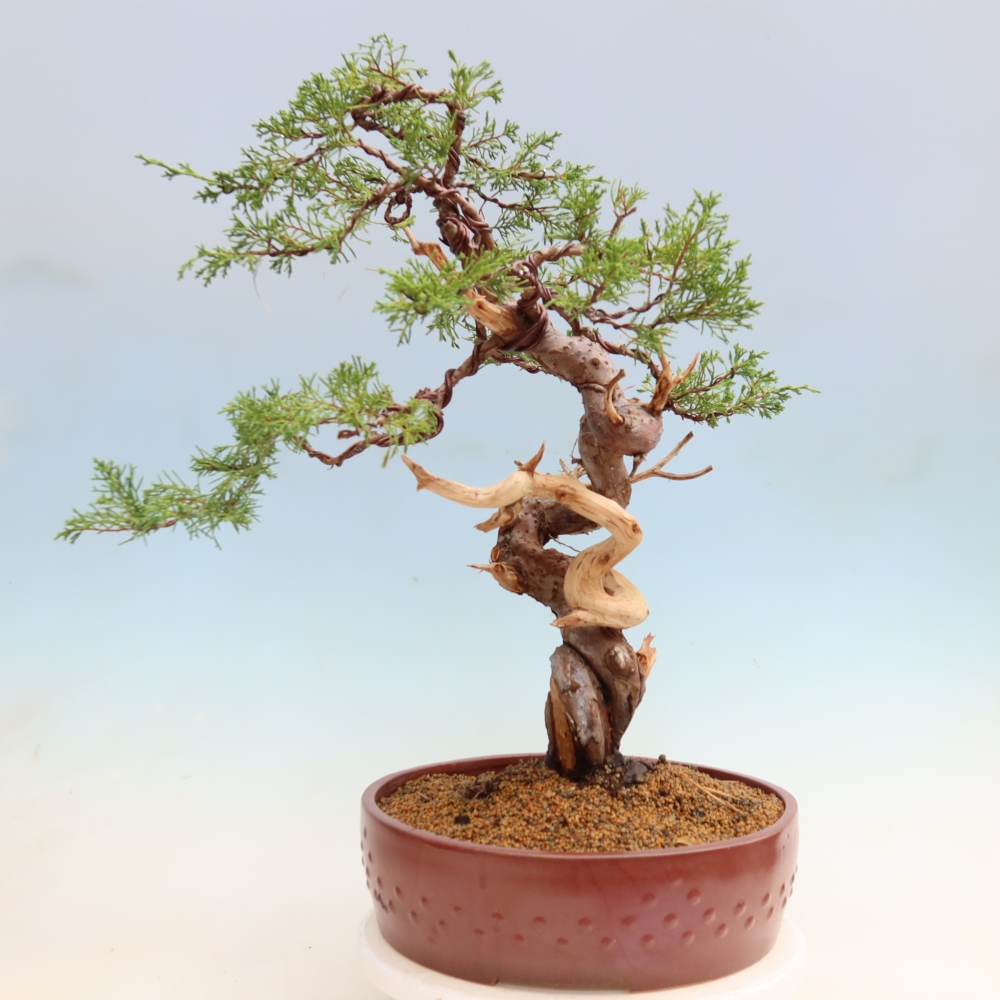 Bonsai da esterno - Juniperus chinensis Itoigawa-Juniperus chinensis
