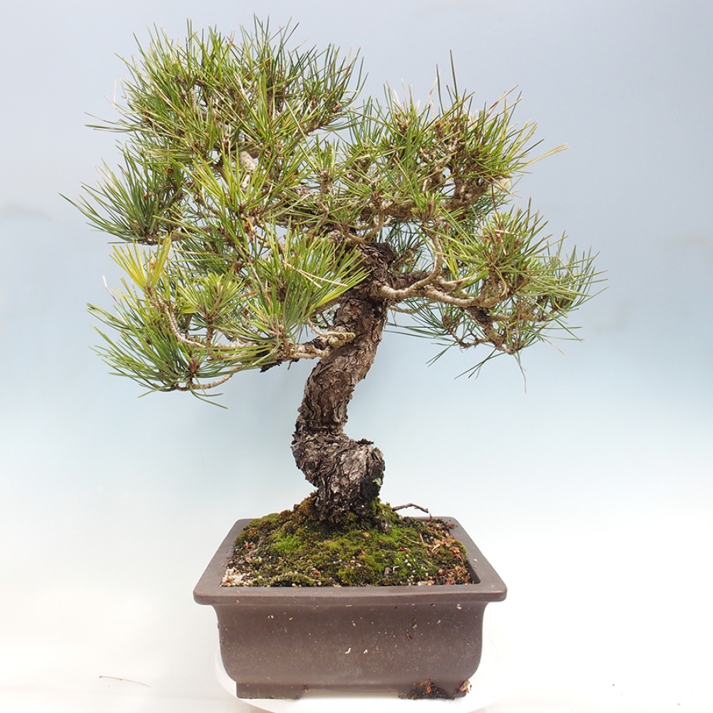 Bonsai da esterno - Pinus thunbergii - Pino di Thunberg
